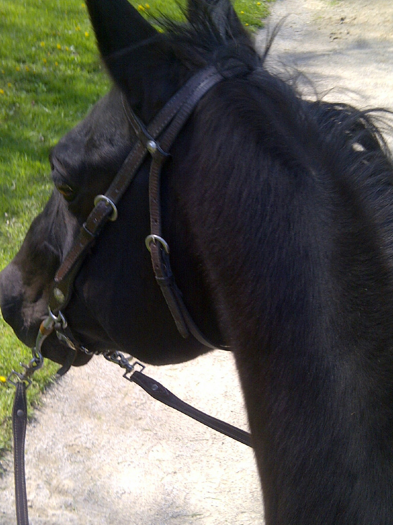 Best View is the View from the back of a Horse!